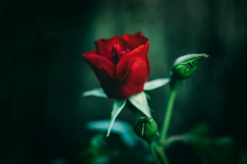How Can We Define Love?