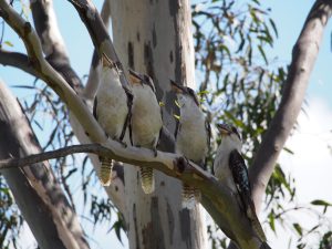 a photo of four birds looking at the sky